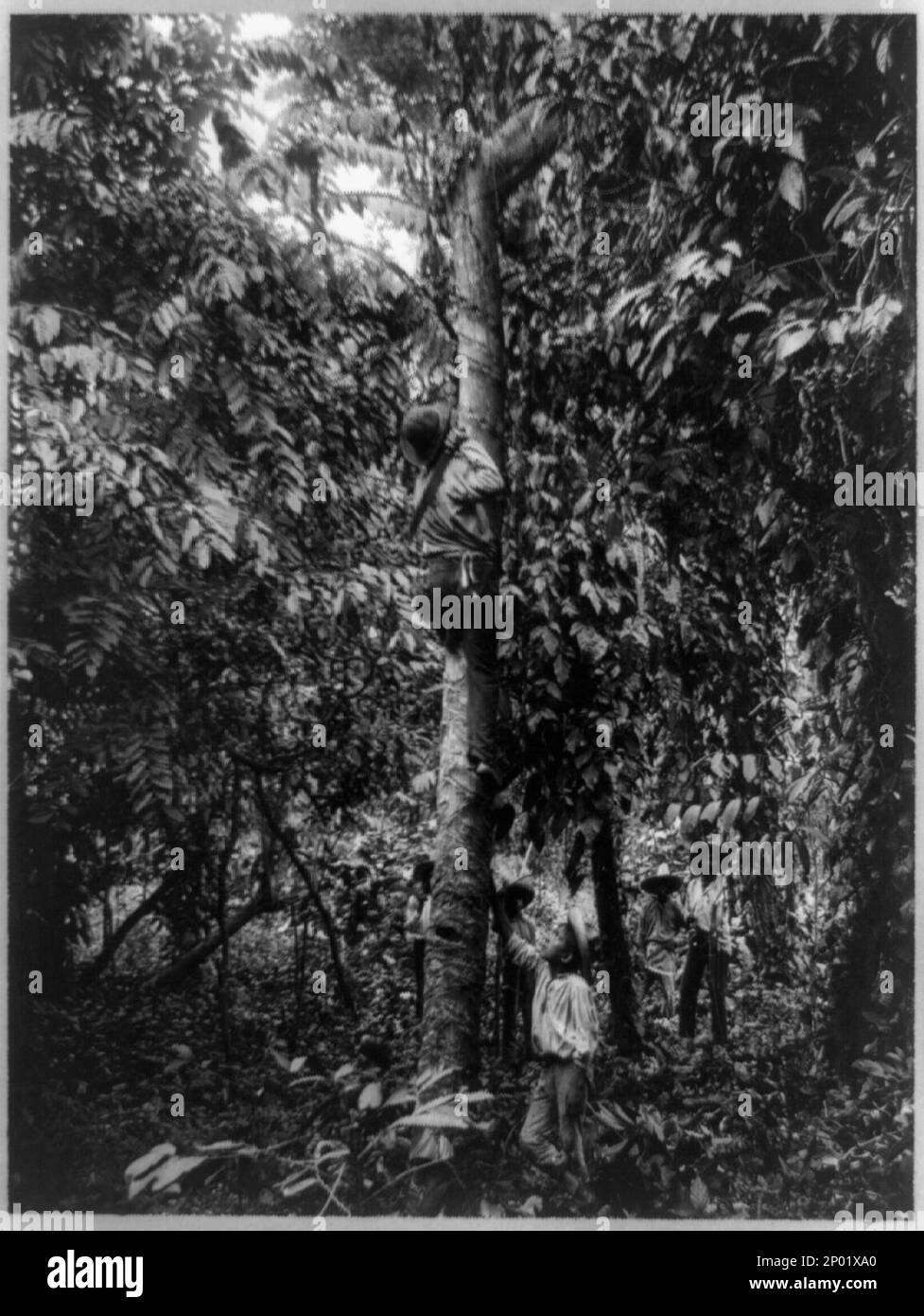 Tapping a rubber tree, Motagua Valley, Guatemala. Frank and Frances Carpenter Collection, Rubber trees,Guatemala,1890-1930, Tapping,Guatemala,1890-1930. Stock Photo