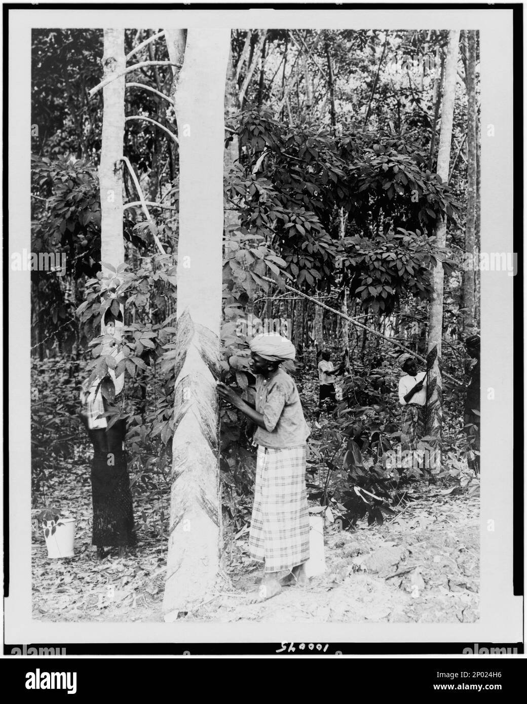 Gathering rubber sap, Java, Indonesia. Frank and Frances Carpenter Collection, Tapping,Indonesia,Java,1900-1930, Rubber trees,Indonesia,Java,1900-1930. Stock Photo