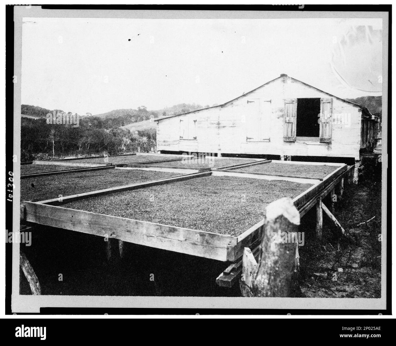 Coffee drying, Puerto Rico. Frank and Frances Carpenter Collection