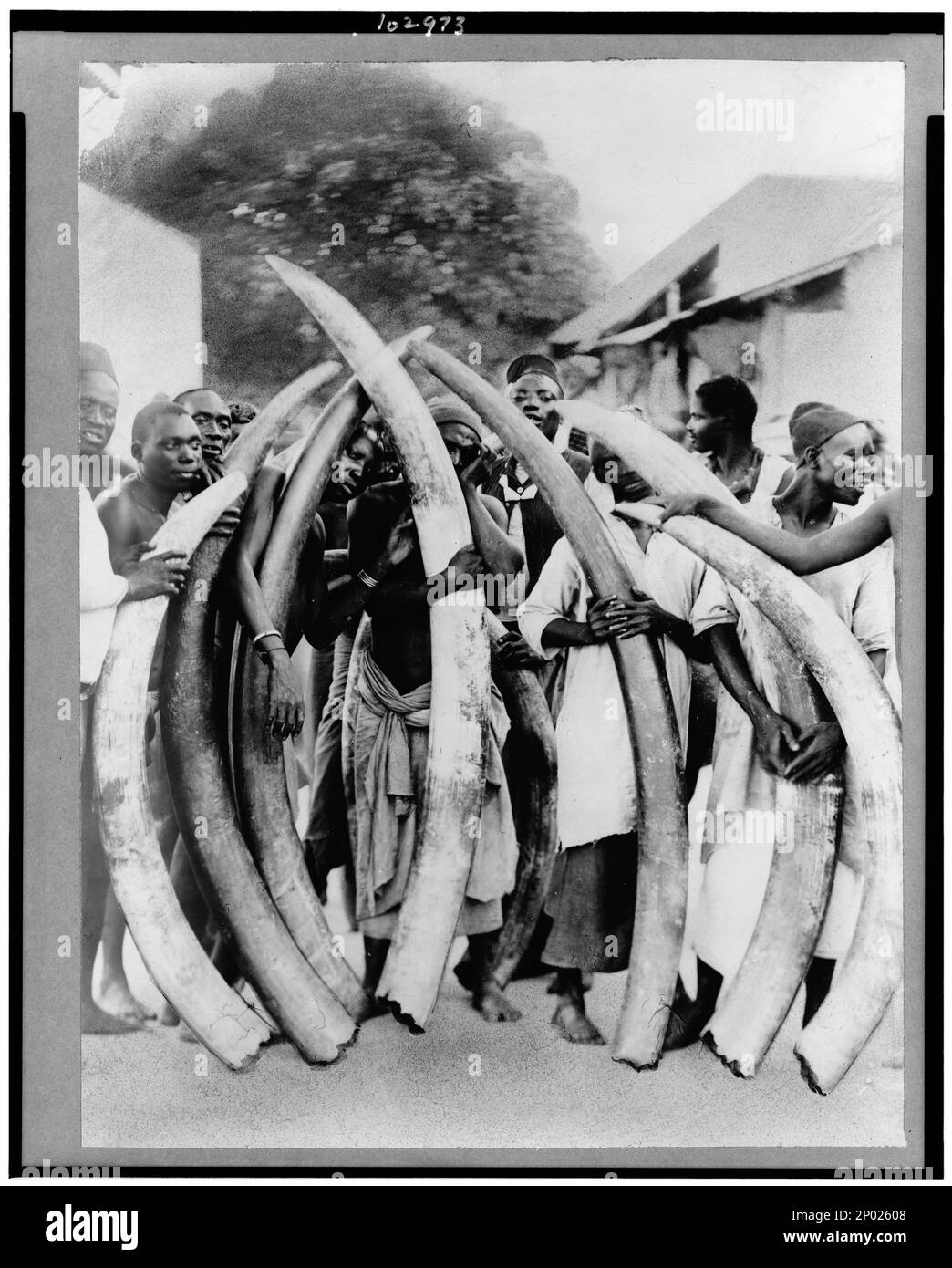 Natives with ivory tusks, Dar Es Salaam, Tanganyika. Frank and Frances Carpenter Collection , Published in: 'The World and Its Cultures' chapter of the ebook Great Photographs from the Library of Congress, 2013, Men,Tanzania,Dar es Salaam,1880-1930, Tusks,1880-1930. Stock Photo