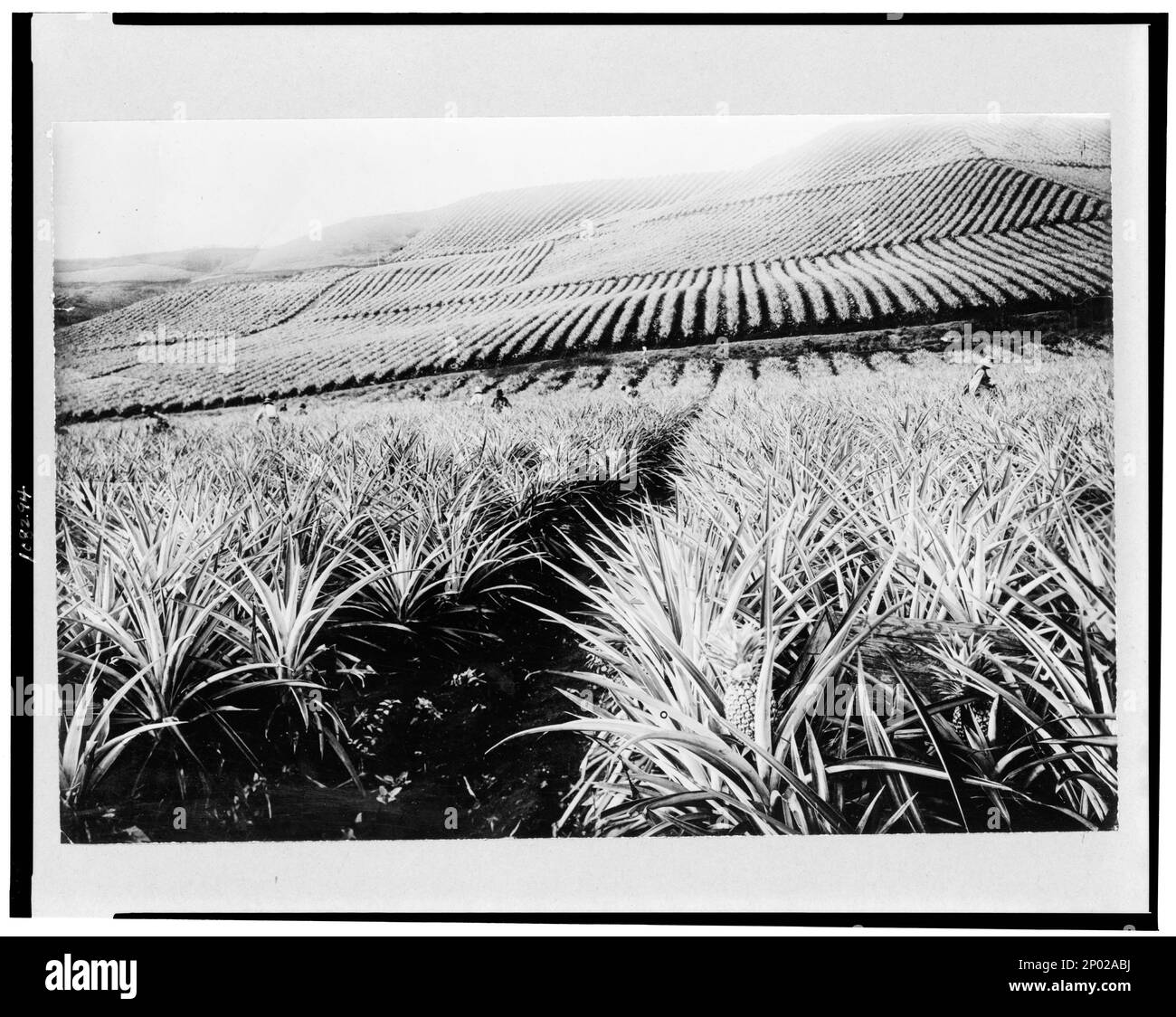 Pineapple plantations Black and White Stock Photos & Images Alamy