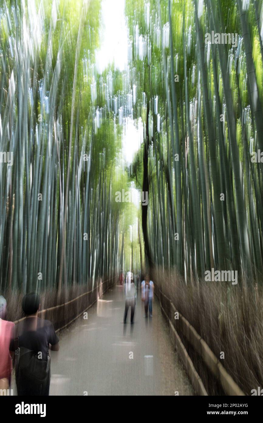 Bamboo trees at the famous Arashiyama Bamboo Grove in Kyoto, Japan