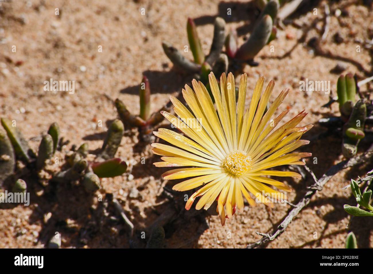 12039 hi-res stock photography and images - Alamy