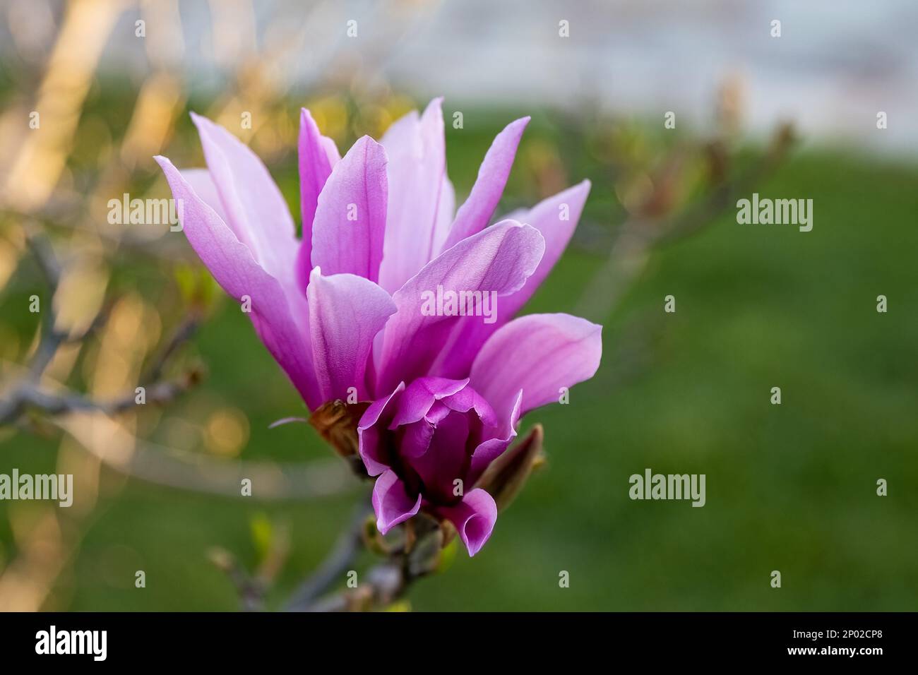 Magnolia liliiflora Nigra pink flower in the garden design Stock Photo ...