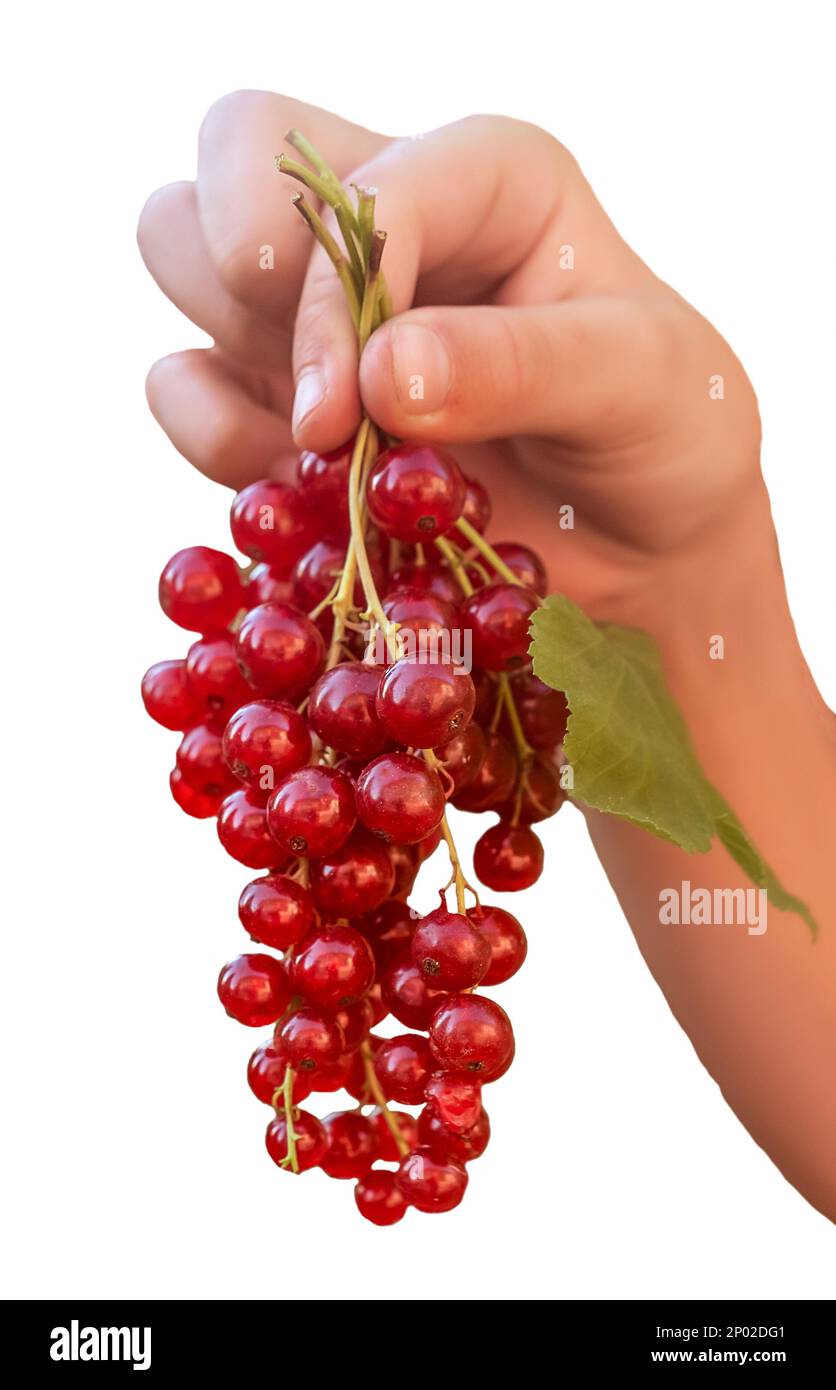 Hand holding a bunch of red currants isolated on a white background. Hand and fruits close-up. Stock Photo