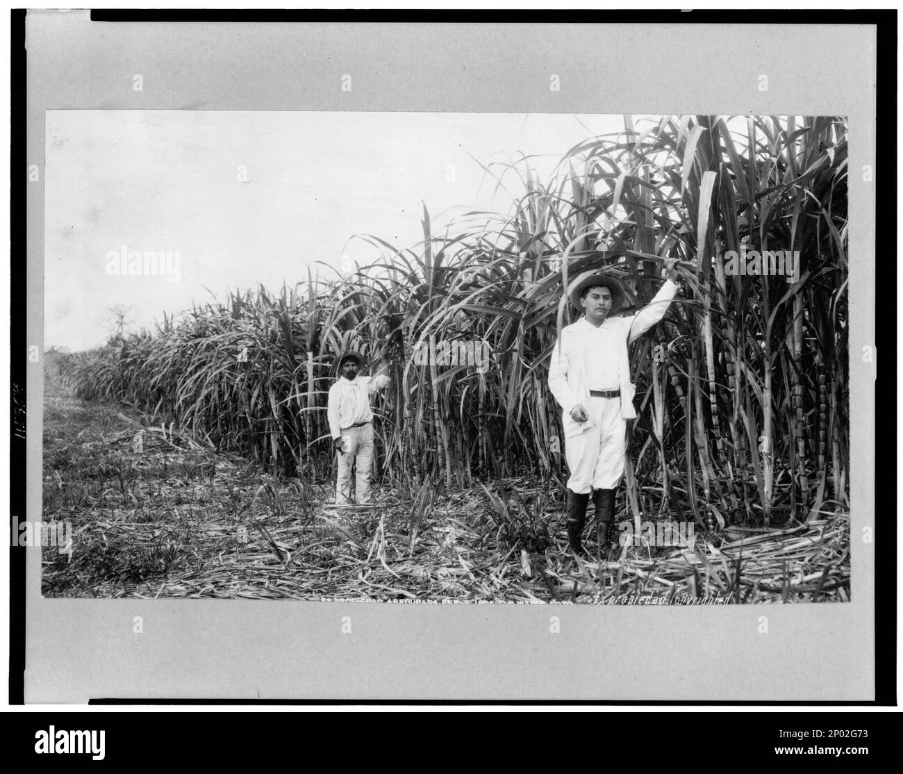 Two men stand in sugar cane field, Mexico. Frank and Frances Carpenter Collection , Copyright by C.B. Waite, Mexico City, Sugar plantations,Mexico,1880-1900, Sugarcane,Mexico,1880-1900. Stock Photo