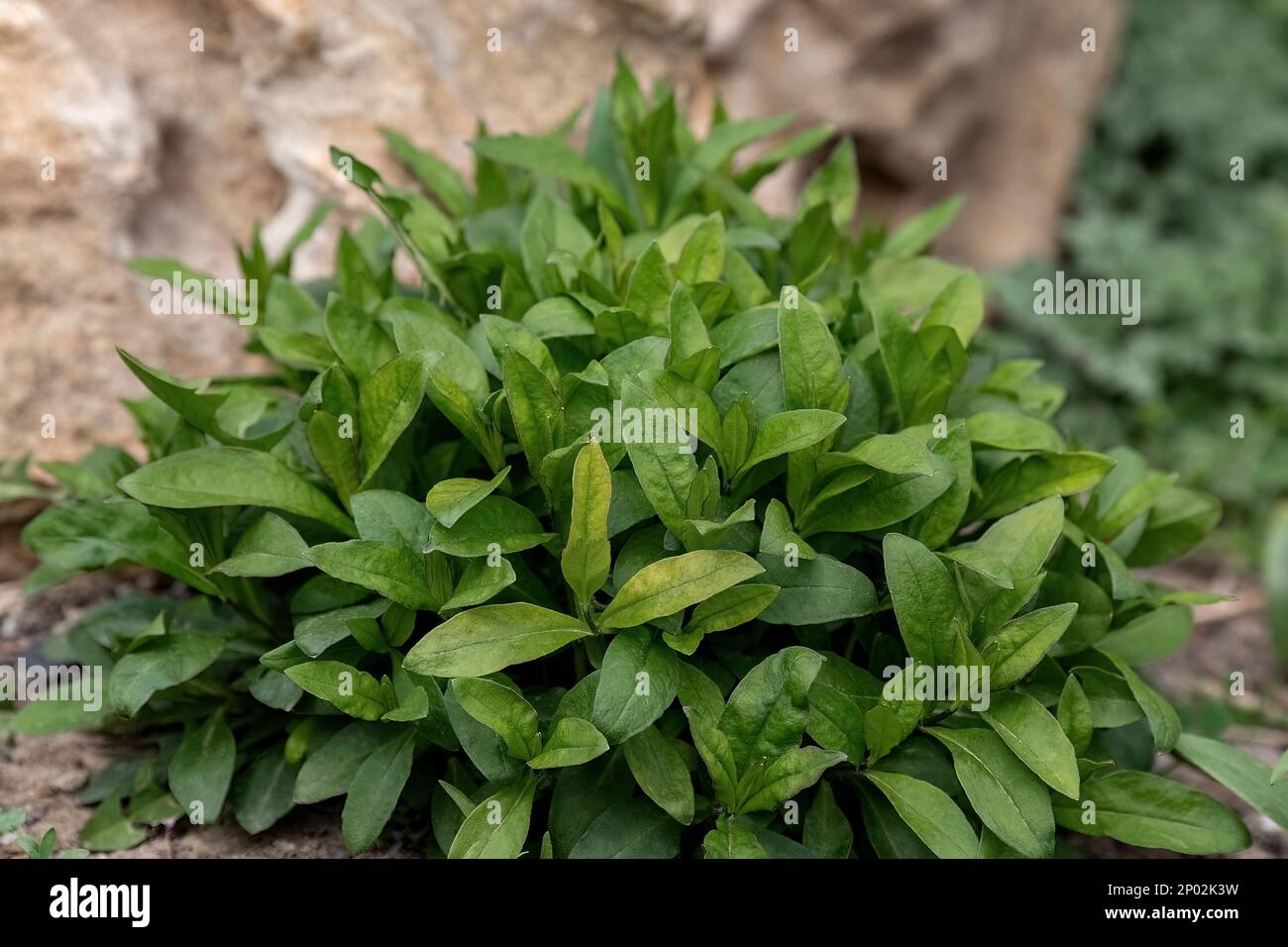 Phlox paniculate green leaves in the garden design Stock Photo
