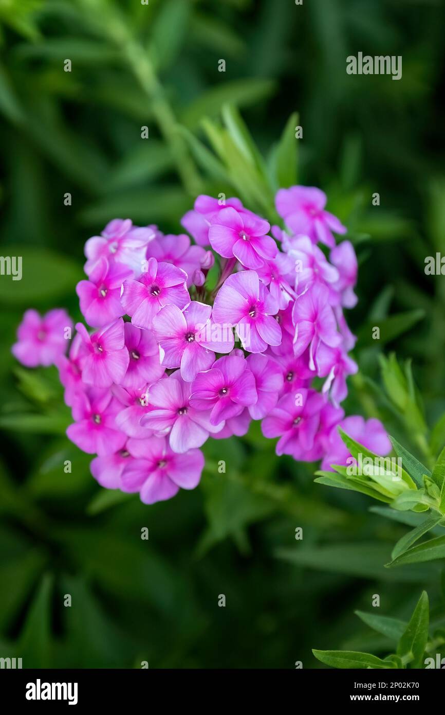 Phlox paniculate pink flower in the garden design Stock Photo