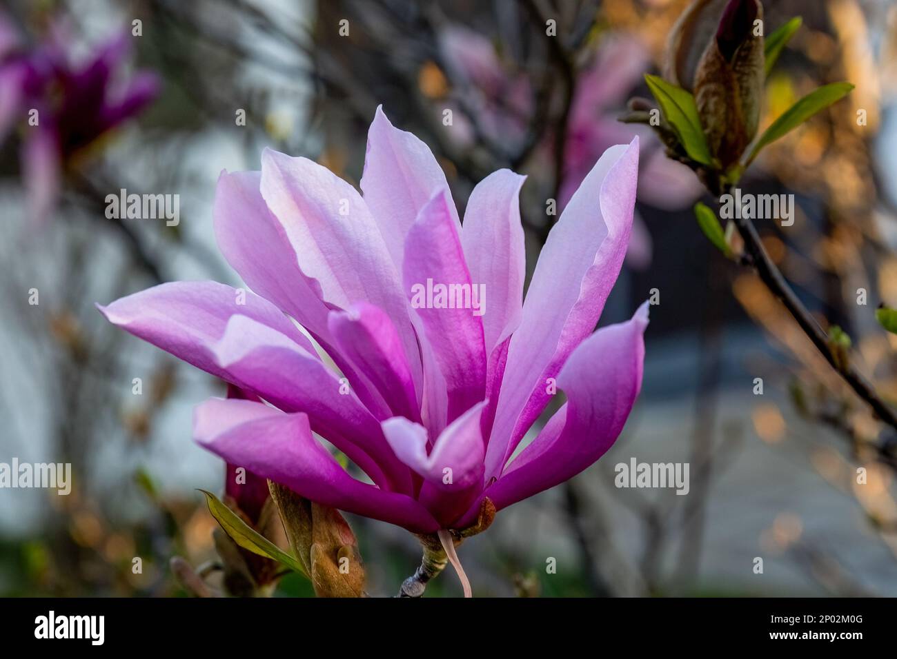 Magnolia liliiflora Nigra pink flower in the garden design Stock Photo