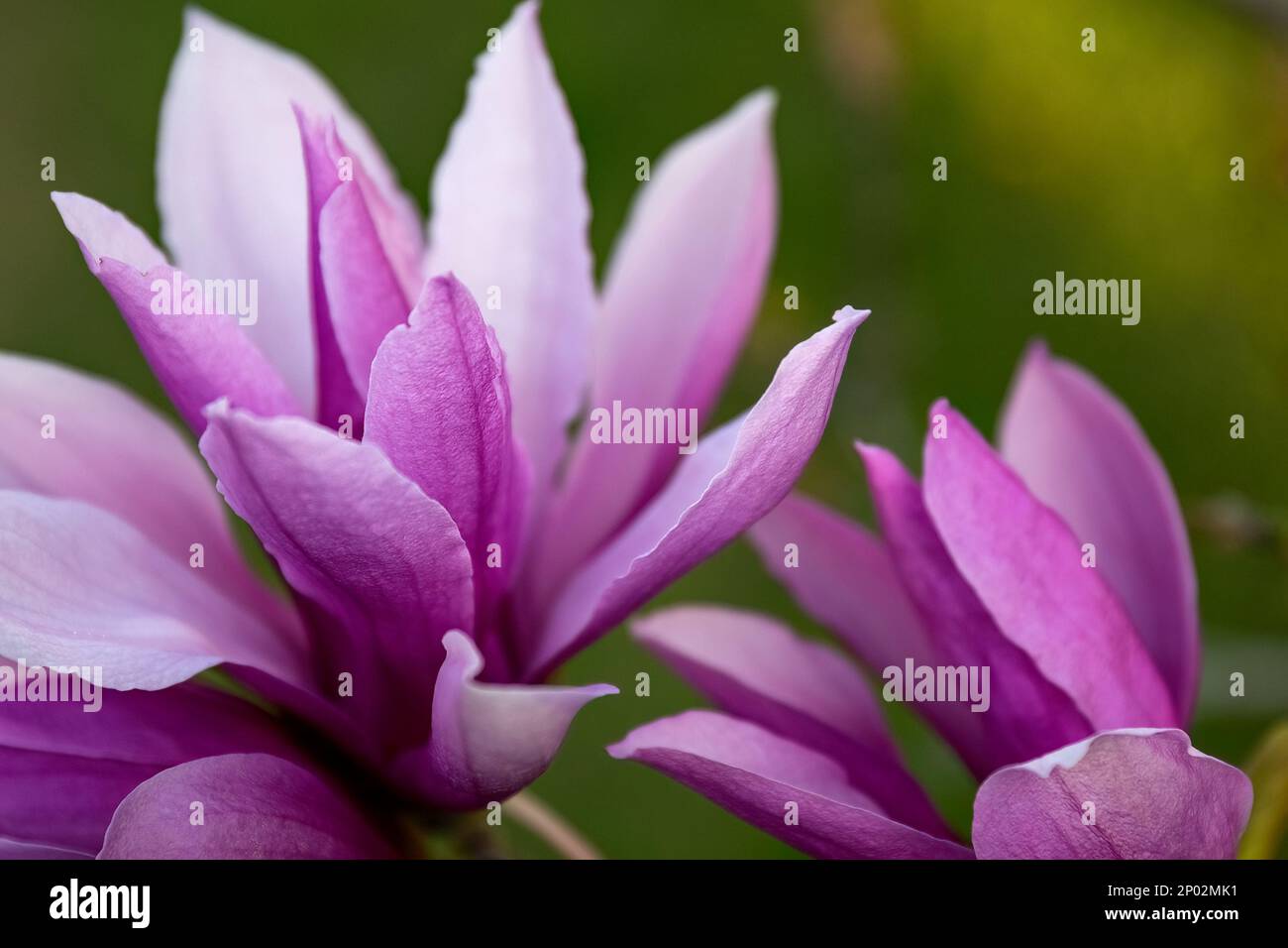Magnolia liliiflora Nigra pink flower in the garden design Stock Photo