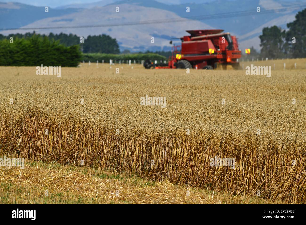 A combine harvester takes in the new season's wheat harvest on the