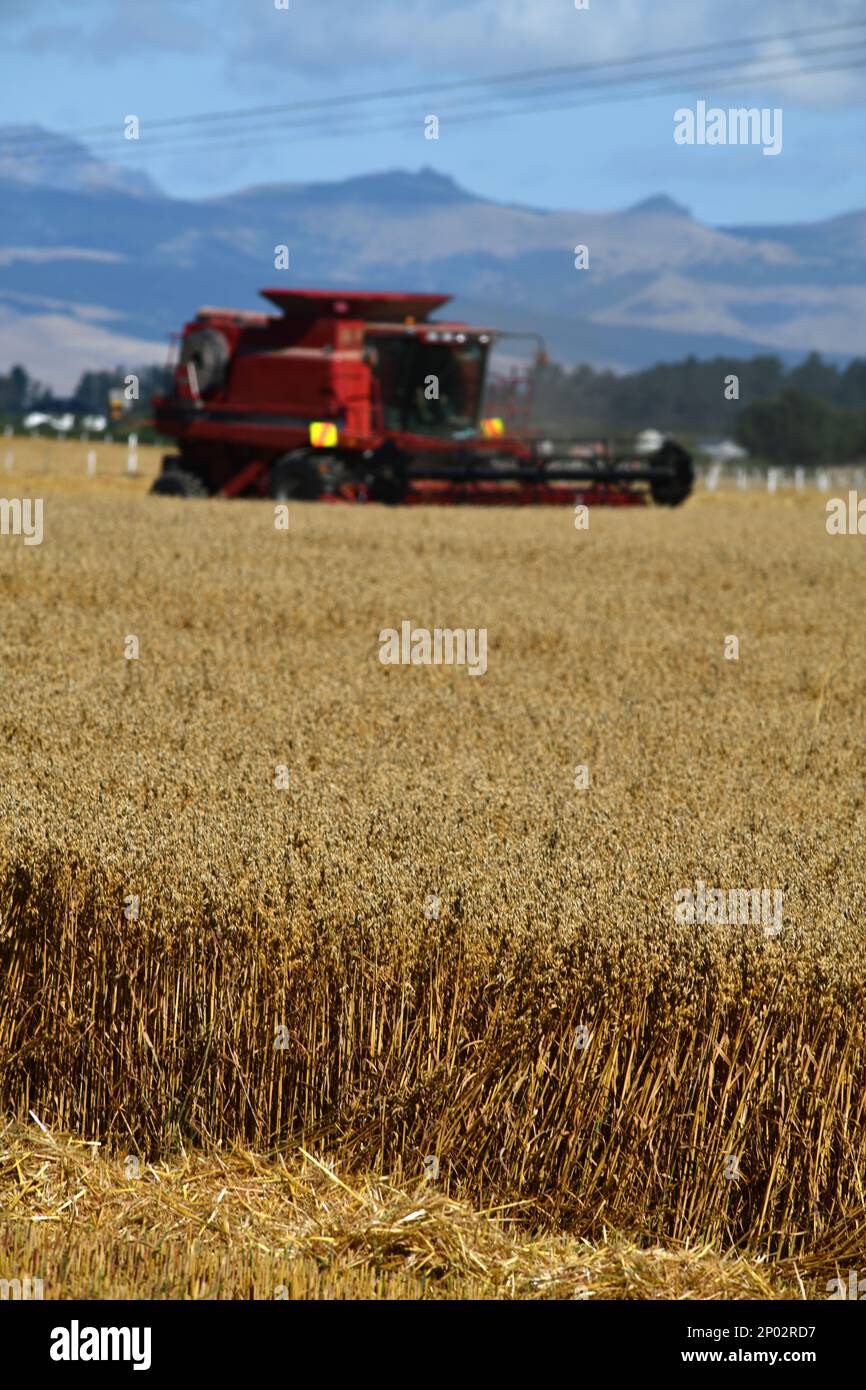 A combine harvester takes in the new season's wheat harvest on the