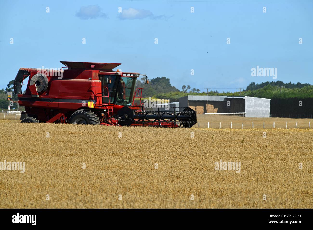 A combine harvester takes in the new season's wheat harvest on the