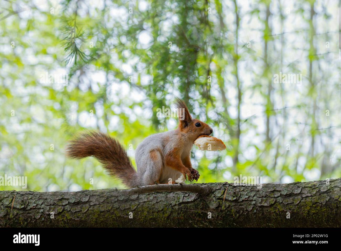 Squirrel on the tree. High quality photo, Selective focus Stock Photo