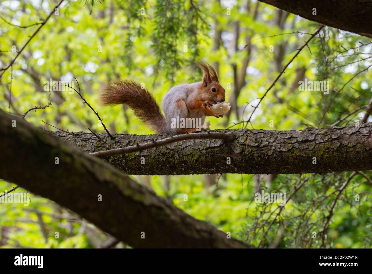 Squirrel on the tree. High quality photo, Selective focus Stock Photo