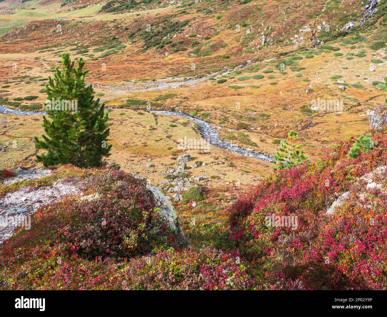 Beautiful colorful autumn mountain landscape in Fluelapass in Graubunden, Switzerland Stock Photo