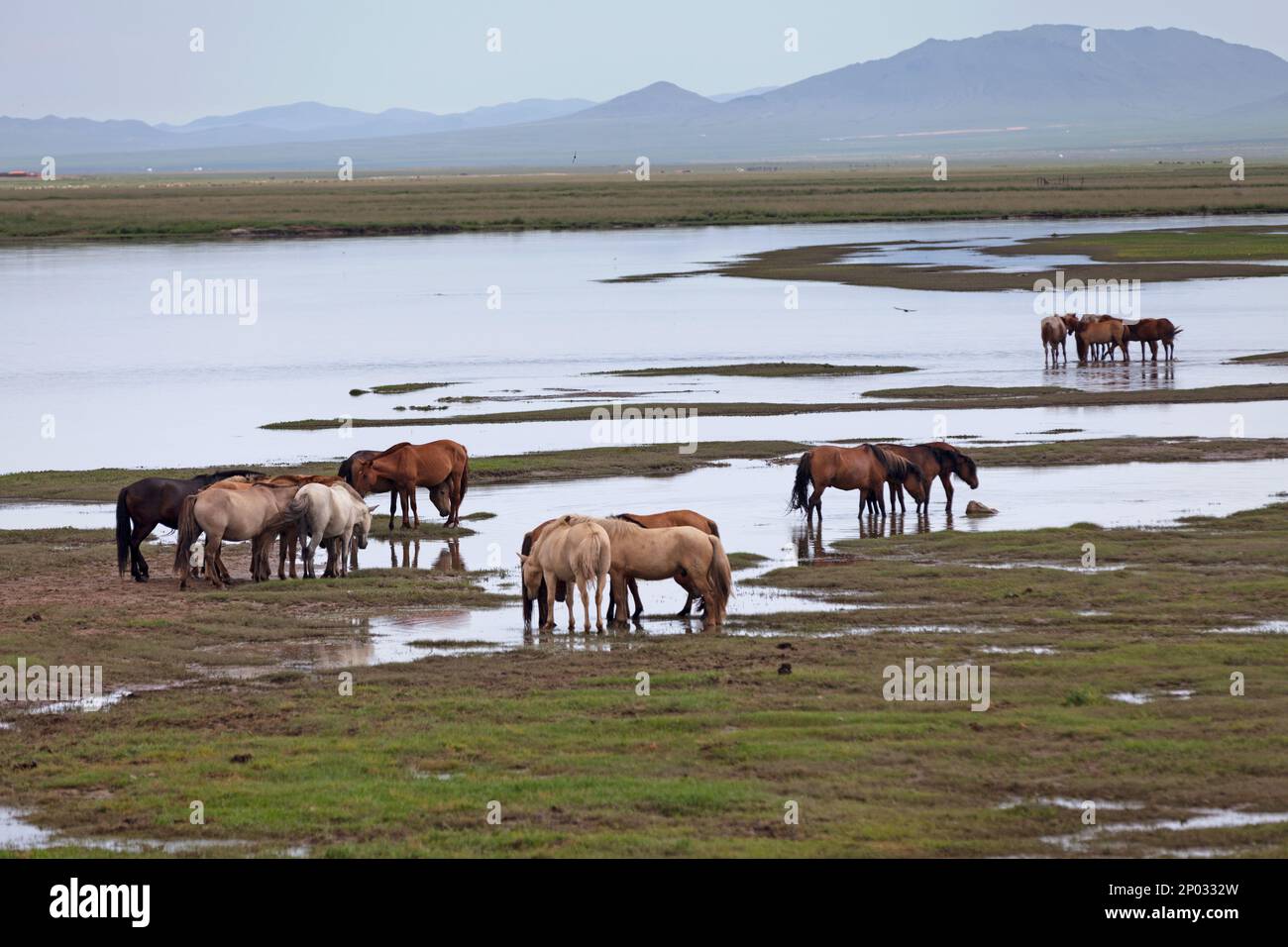 Herd of Mongolian horses drinking water from a river in the steppes ...