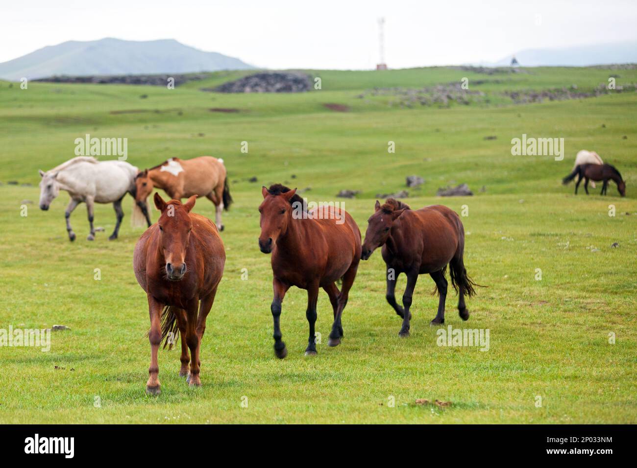 Herd of Mongolian horses in the Orkhlon Valley in Mongolia Stock Photo ...
