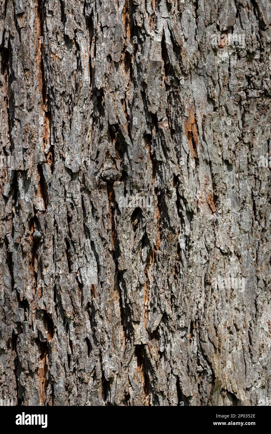 Caucasian wingnut Pterocarya pterocarpa tree bark texture, wooden background Stock Photo