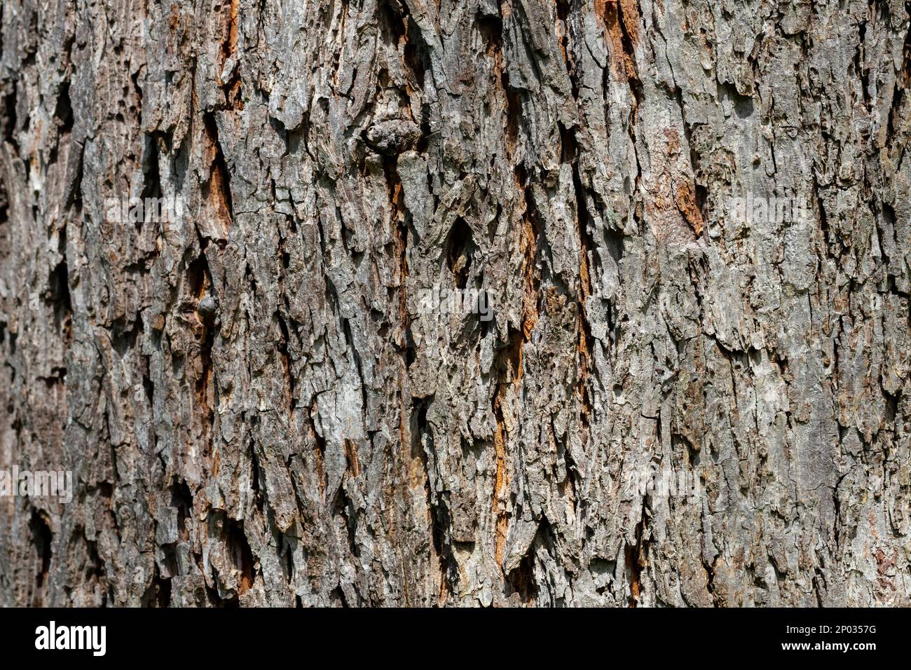 Caucasian wingnut Pterocarya pterocarpa tree bark texture, wooden background Stock Photo
