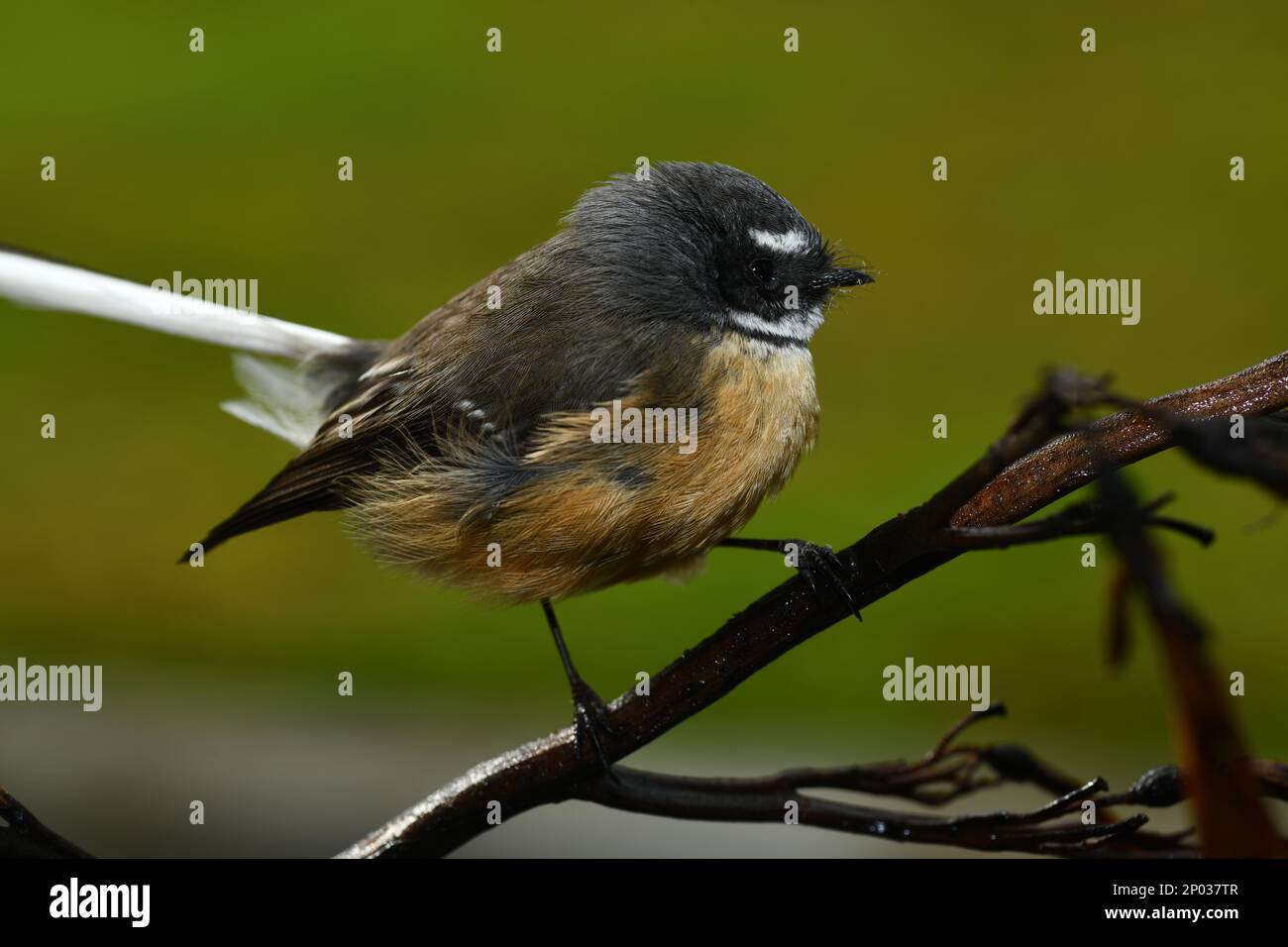 New Zealand fantail (Rhipidura fuliginosa) a small insectivorous bird, the only species of fantail in New Zealand. Stock Photo
