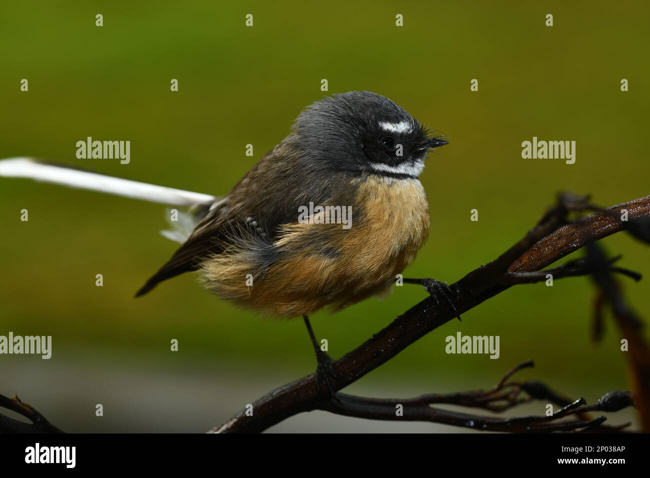 New Zealand fantail (Rhipidura fuliginosa) a small insectivorous bird, the only species of fantail in New Zealand. Stock Photo