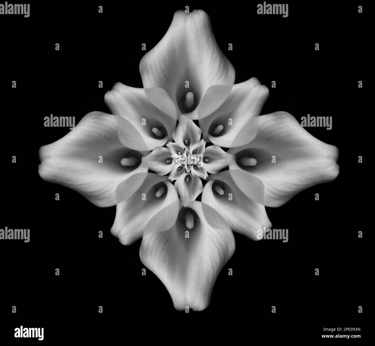illustration-of-layered-lilies-stock-photo-alamy