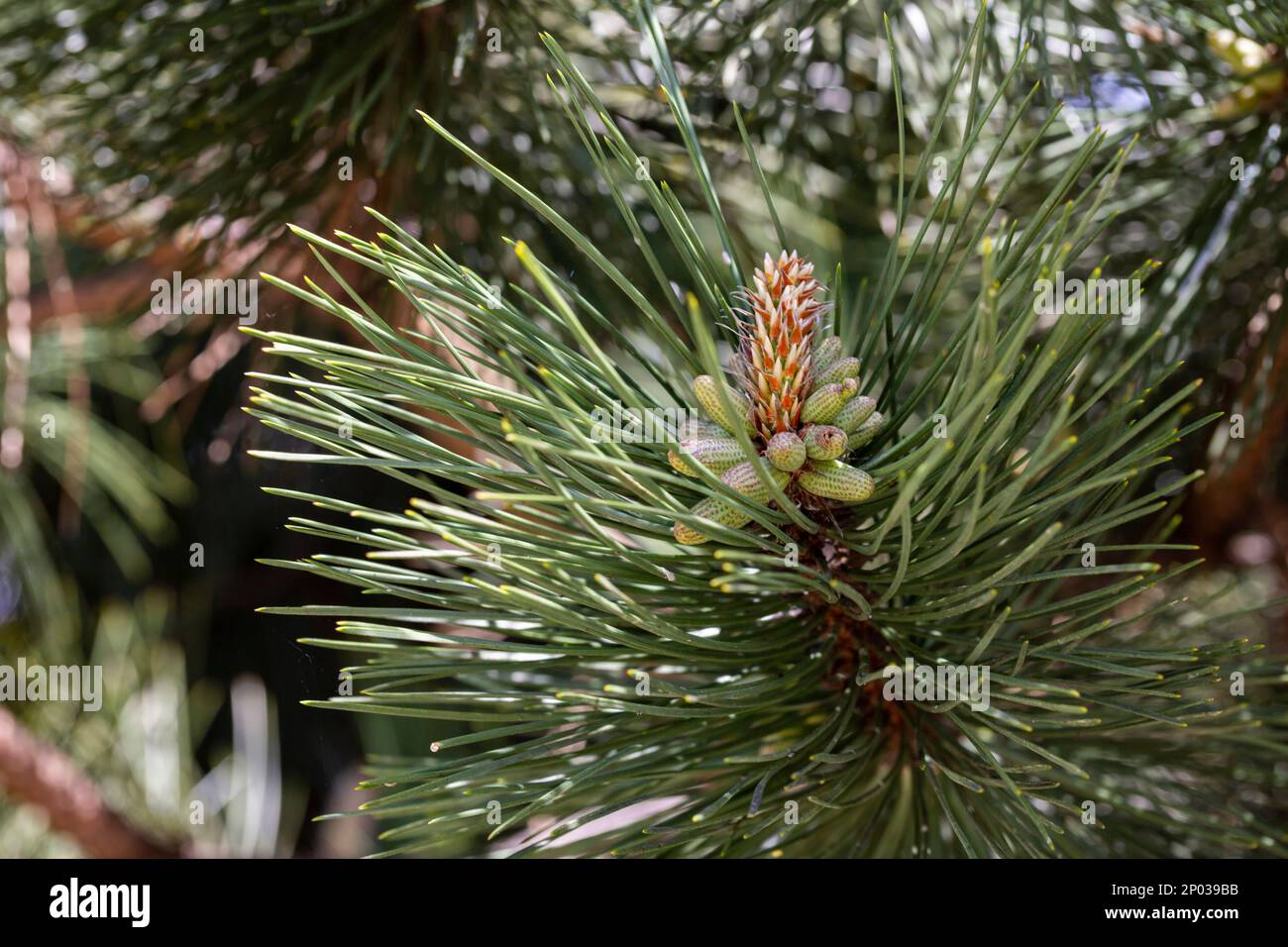 Pine branch young cones macro. Young green sprouts pine tree needles. Fresh grow mountain pine twig sprouts, fir branch in spring forest. Pinus mugo b Stock Photo