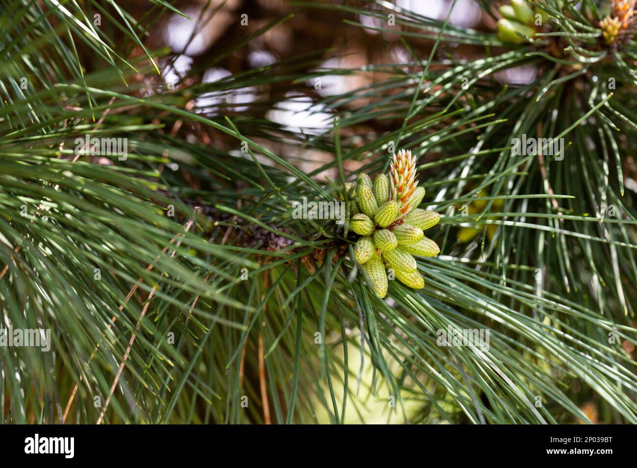 Pine branch young cones macro. Young green sprouts pine tree needles. Fresh grow mountain pine twig sprouts, fir branch in spring forest. Pinus mugo b Stock Photo