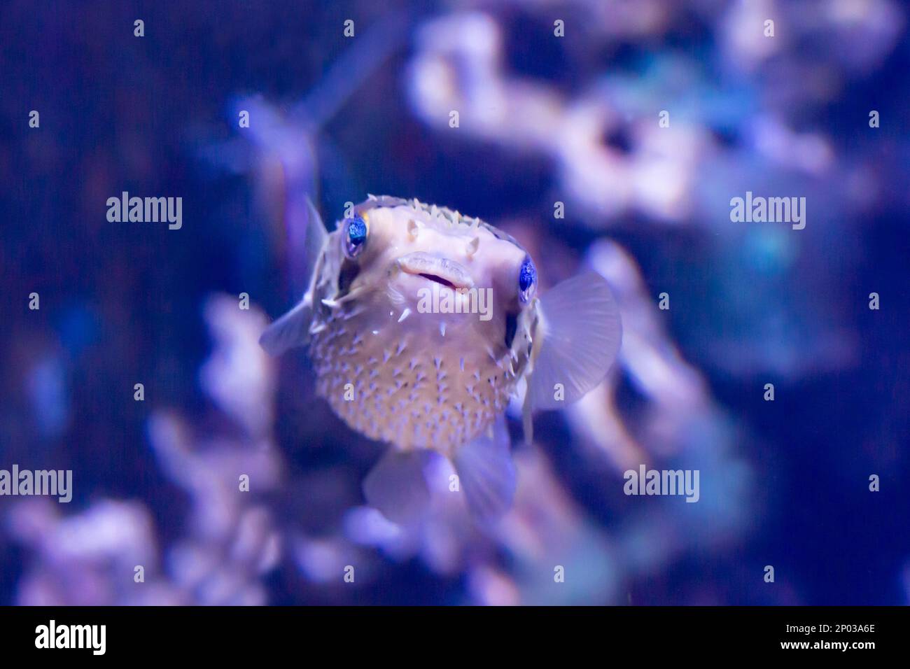 Porcupinefish is hiding under under Lettuce coral. Ajargo, Giant Porcupinefish or Spotted Porcupine Fish Diodon hystrix and Lettuce coral or Yellow Sc Stock Photo