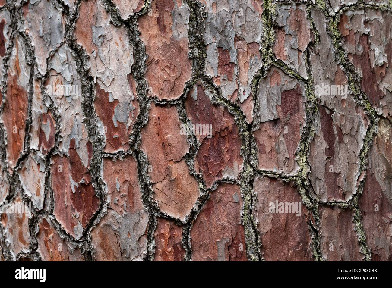 Beautiful tree in a eastern europe forest. natural wooden background Stock Photo
