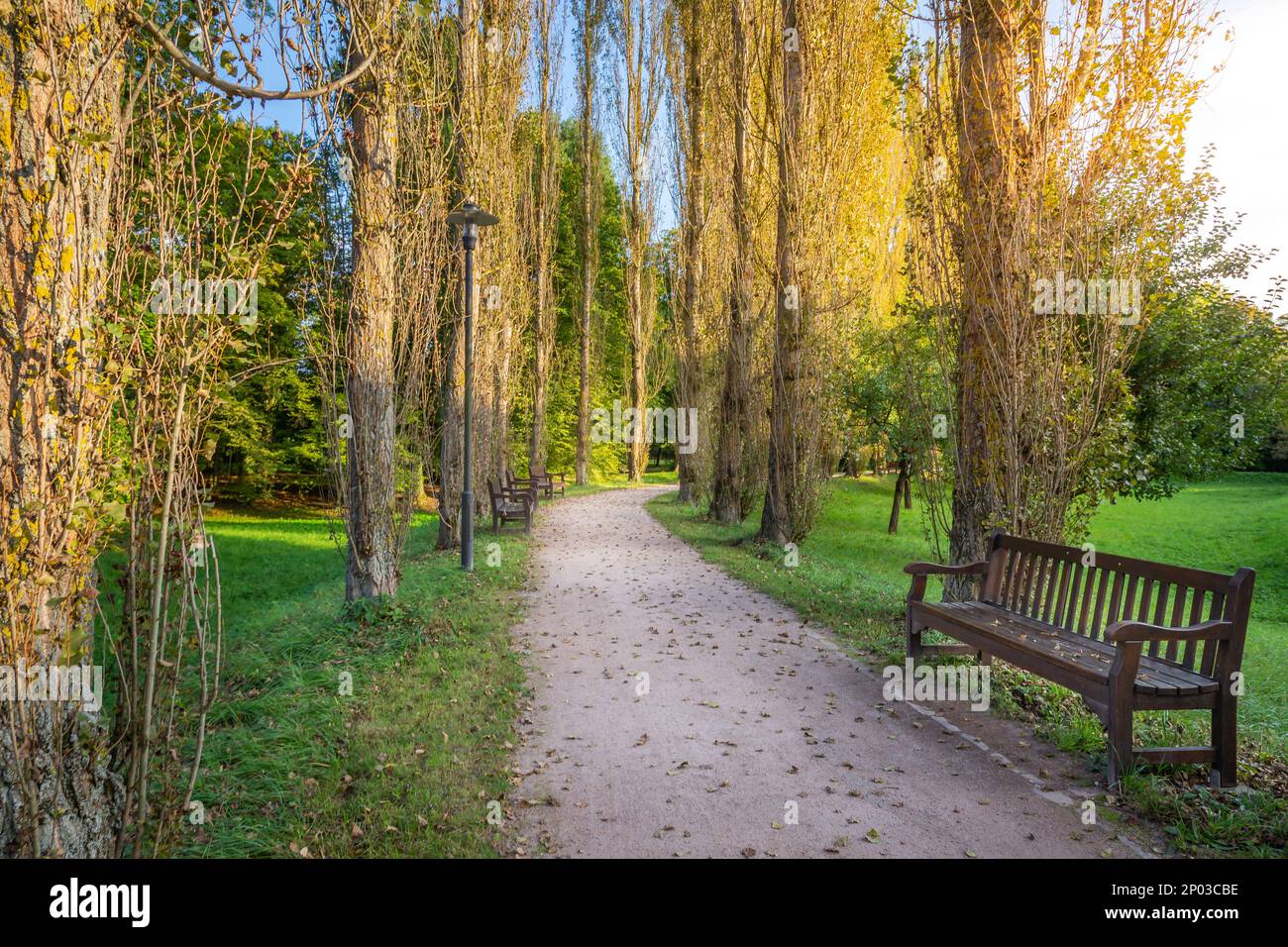 Alley trees boulevard in hi-res stock photography and images - Alamy