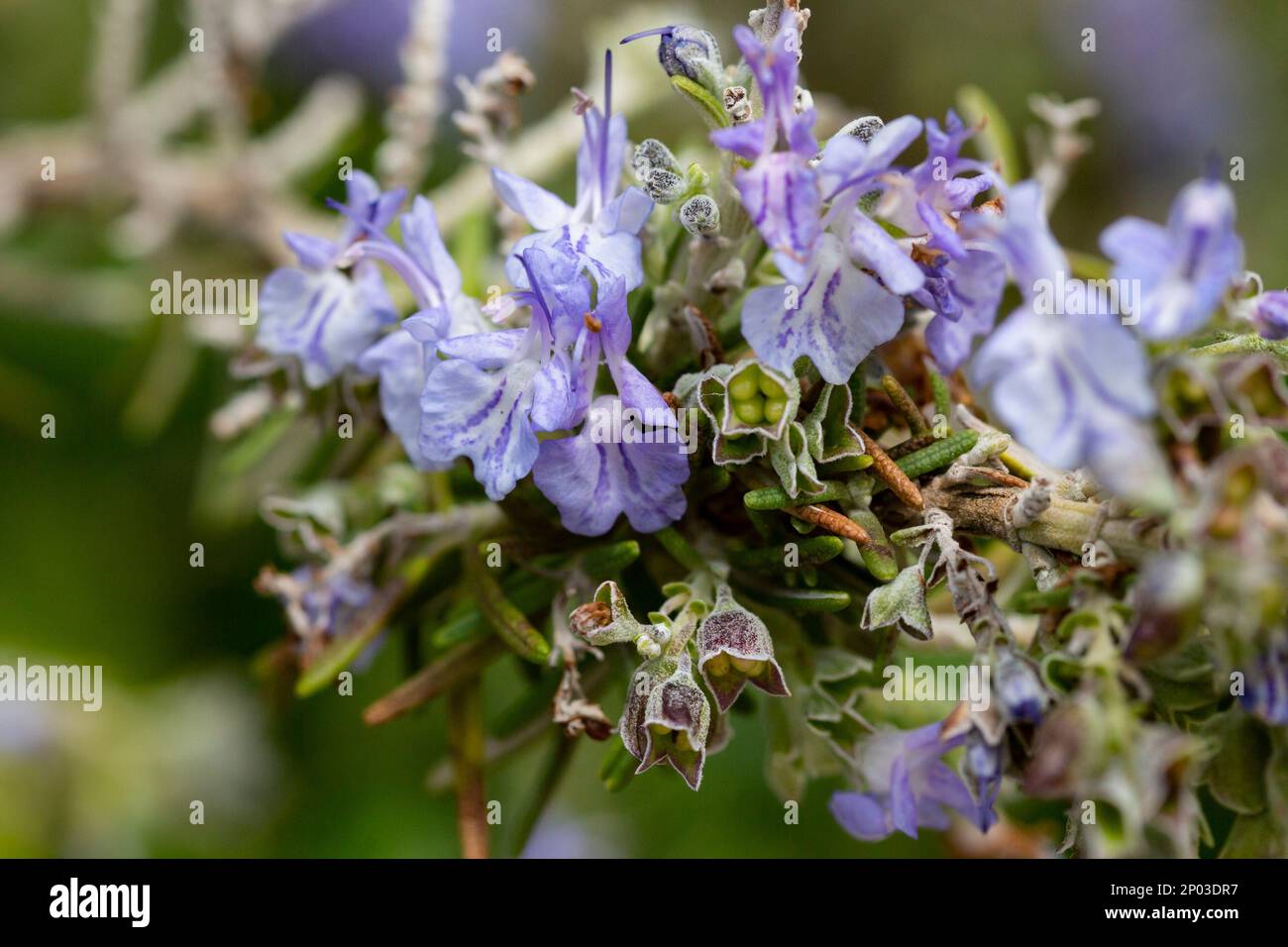 Honey bee on a blooming rosemary bush, Rosmarinus officinalis, blue flowers macro. Stock Photo
