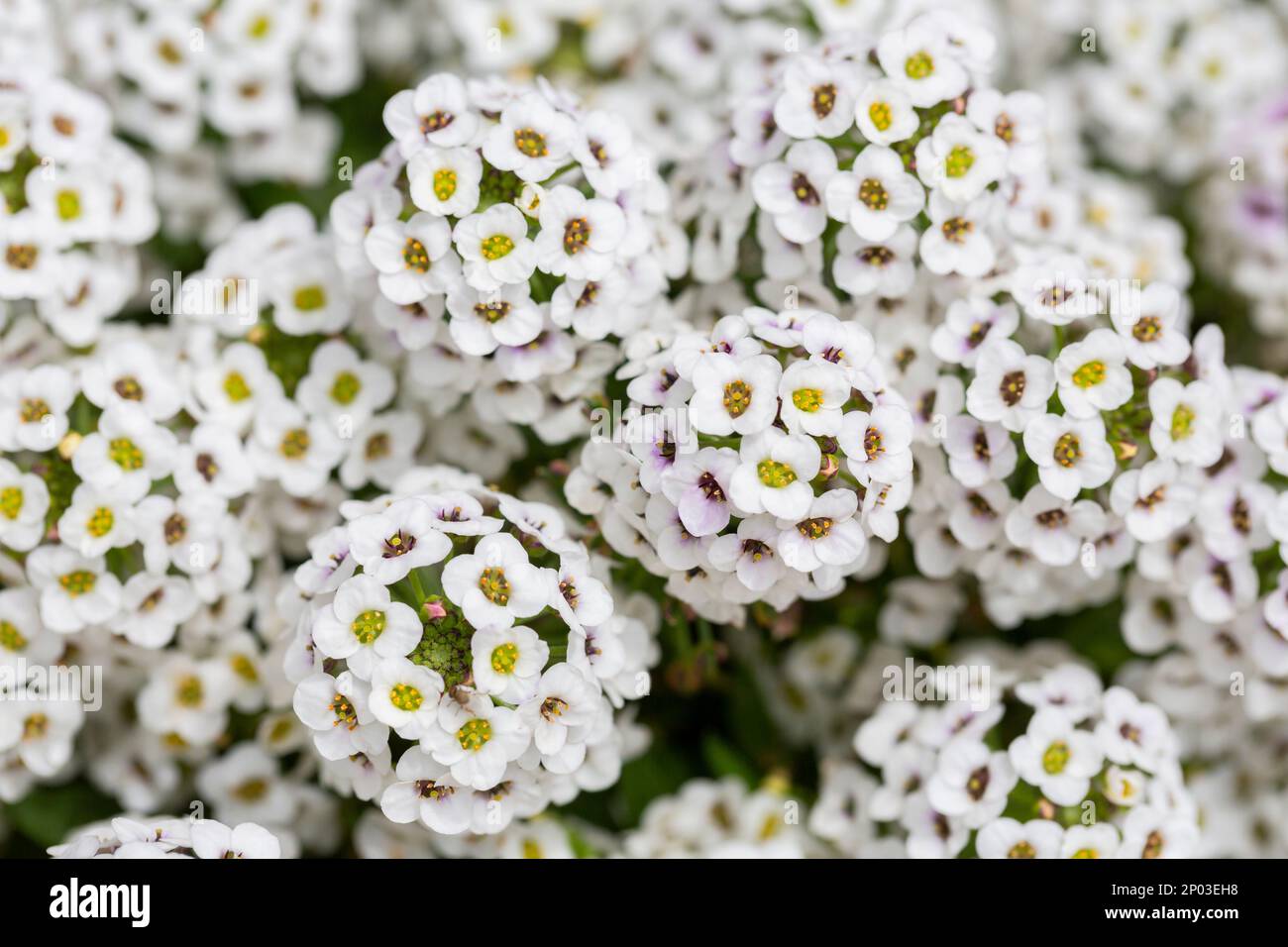 Close up of Lobularia maritima flowers syn. Alyssum maritimum, common ...
