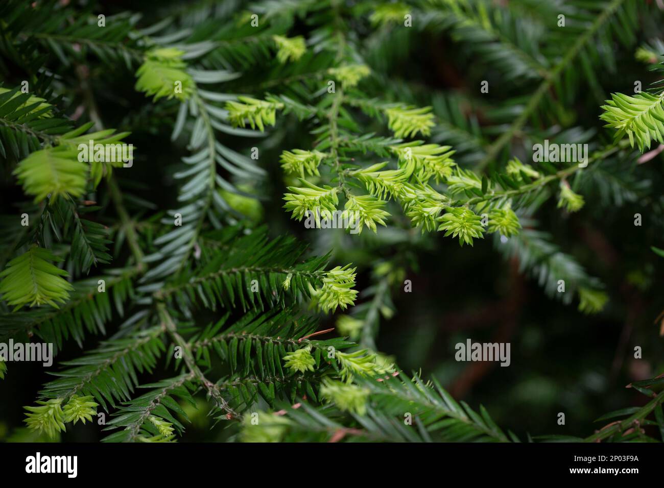 close-up of a sequoia branch in spring. A Green coniferous background Stock Photo