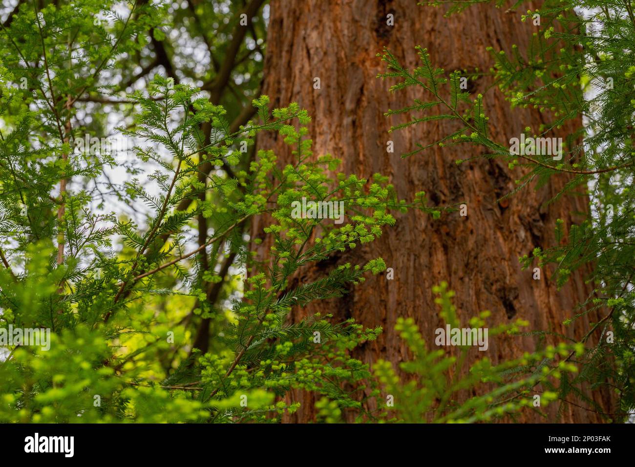 close-up of a sequoia branch in spring. A Green coniferous background Stock Photo