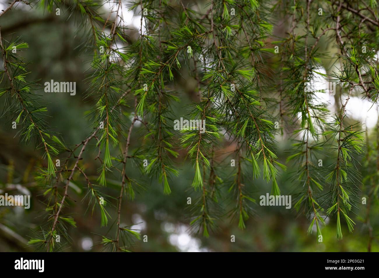 Young bright green needles of Himalayan cedar Cedrus Deodara, Deodar growing on embankment of resort town of Adler. Close-up. Black Sea. Blurred backg Stock Photo