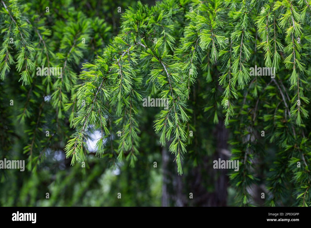 Young bright green needles of Himalayan cedar Cedrus Deodara, Stock Photo