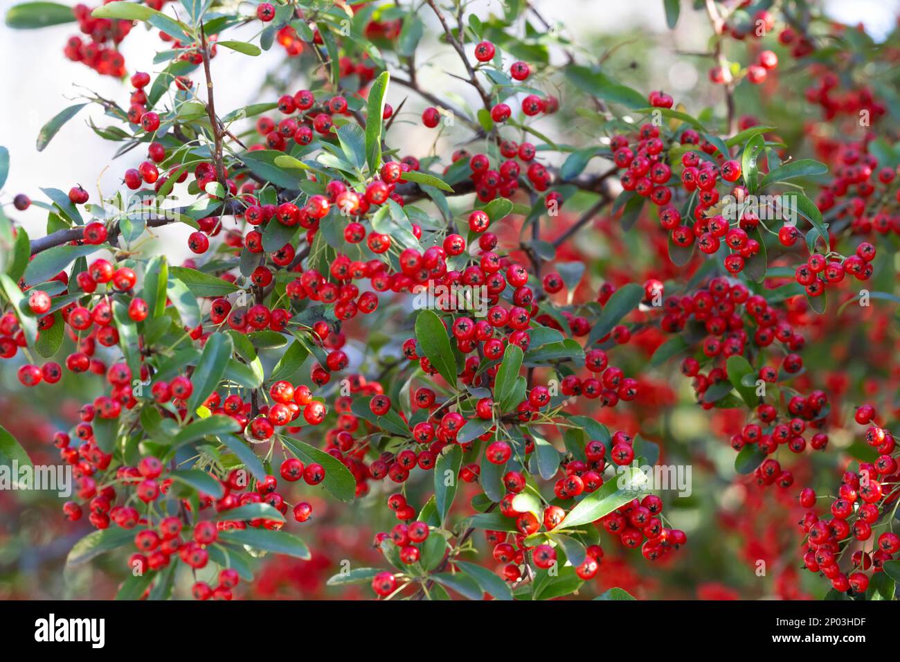 Bokeh background of A Brilliant Red Chokeberry Aronia arbutifolia bursting with red berries selective focus Stock Photo