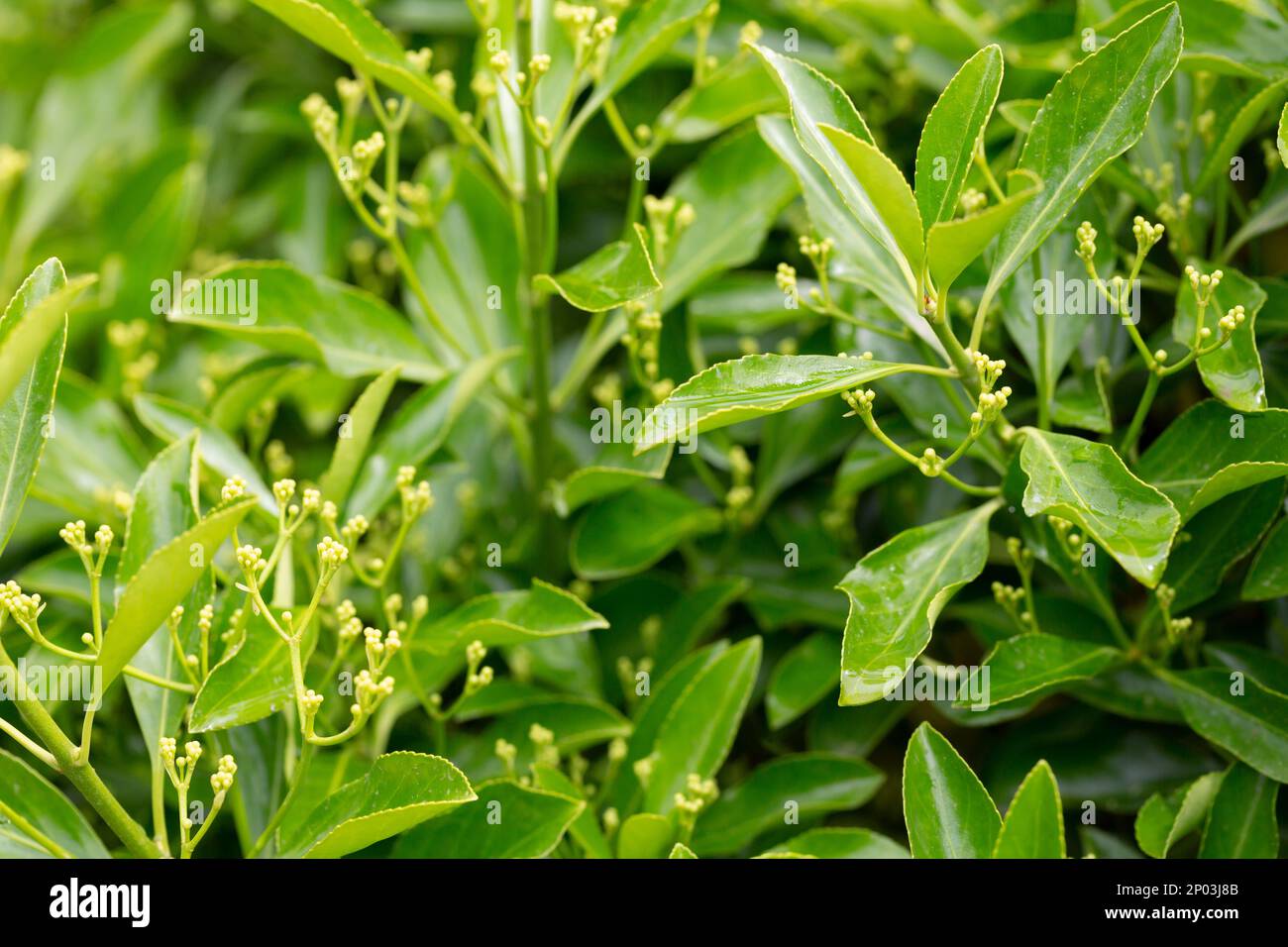 The evergreen Japanese spindle tree Euonymus japonica is used for hedges, spring Stock Photo