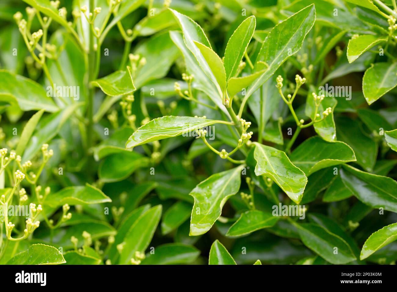 The evergreen Japanese spindle tree Euonymus japonica is used for hedges, spring Stock Photo