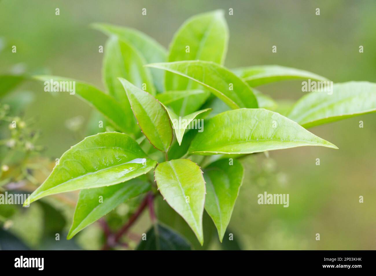 Leathery light green shiny leaves of Swamp Azalea plant, also called Clammy Azalea or Swamp Honeysuckle, latin name Rhododendron Viscosum, in summer a Stock Photo