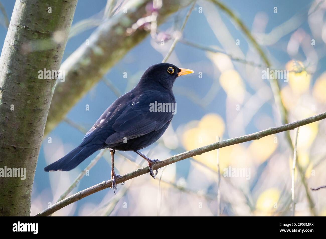 Male blackbird on branch hi-res stock photography and images - Alamy