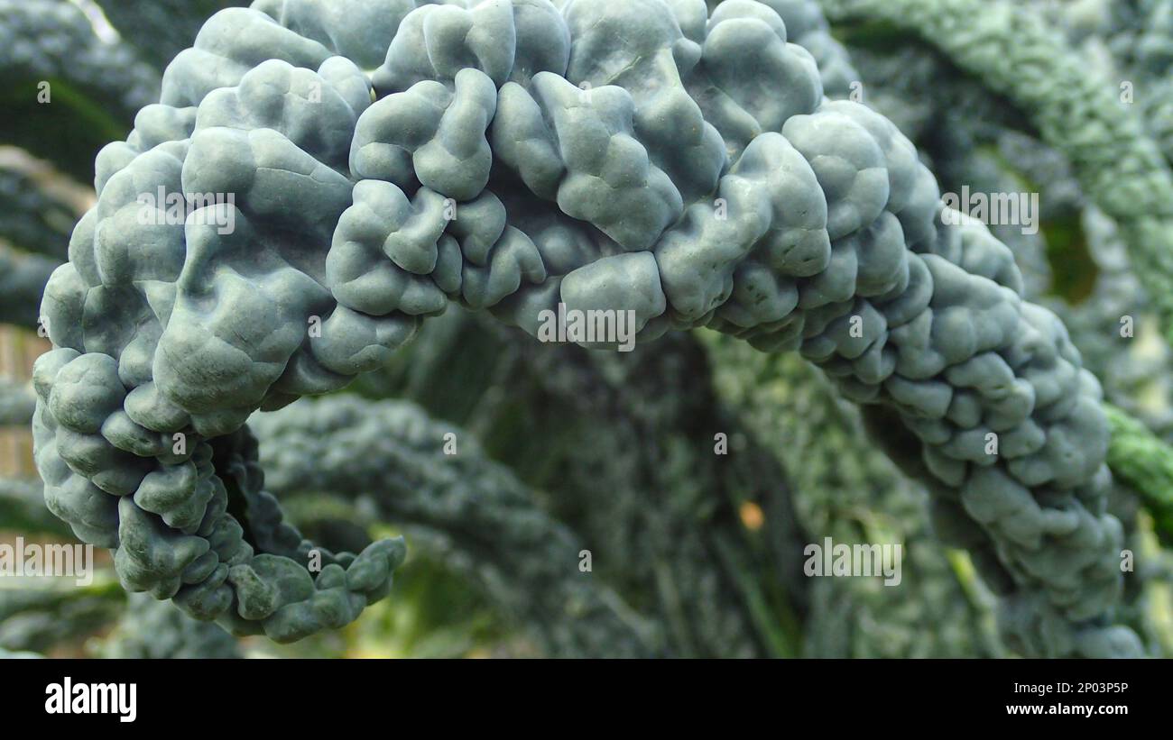 The leathery bubbly leaves of Tuscan kale curl and and away from the plant's centre Stock Photo