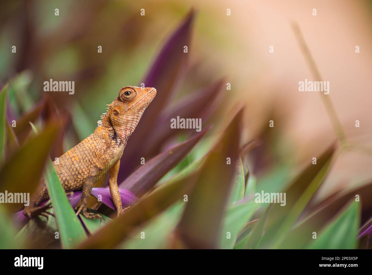 Baby Yellow Iguana sitting amongst green and purple grass Stock Photo