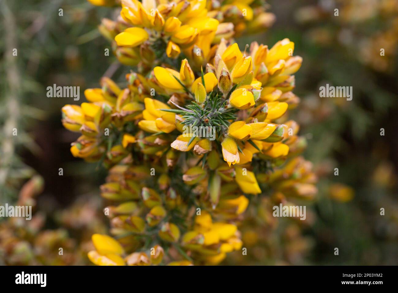 Ulex europaeus. Branches of the gorse bush with its yellow inflorescences, selective focus Stock Photo