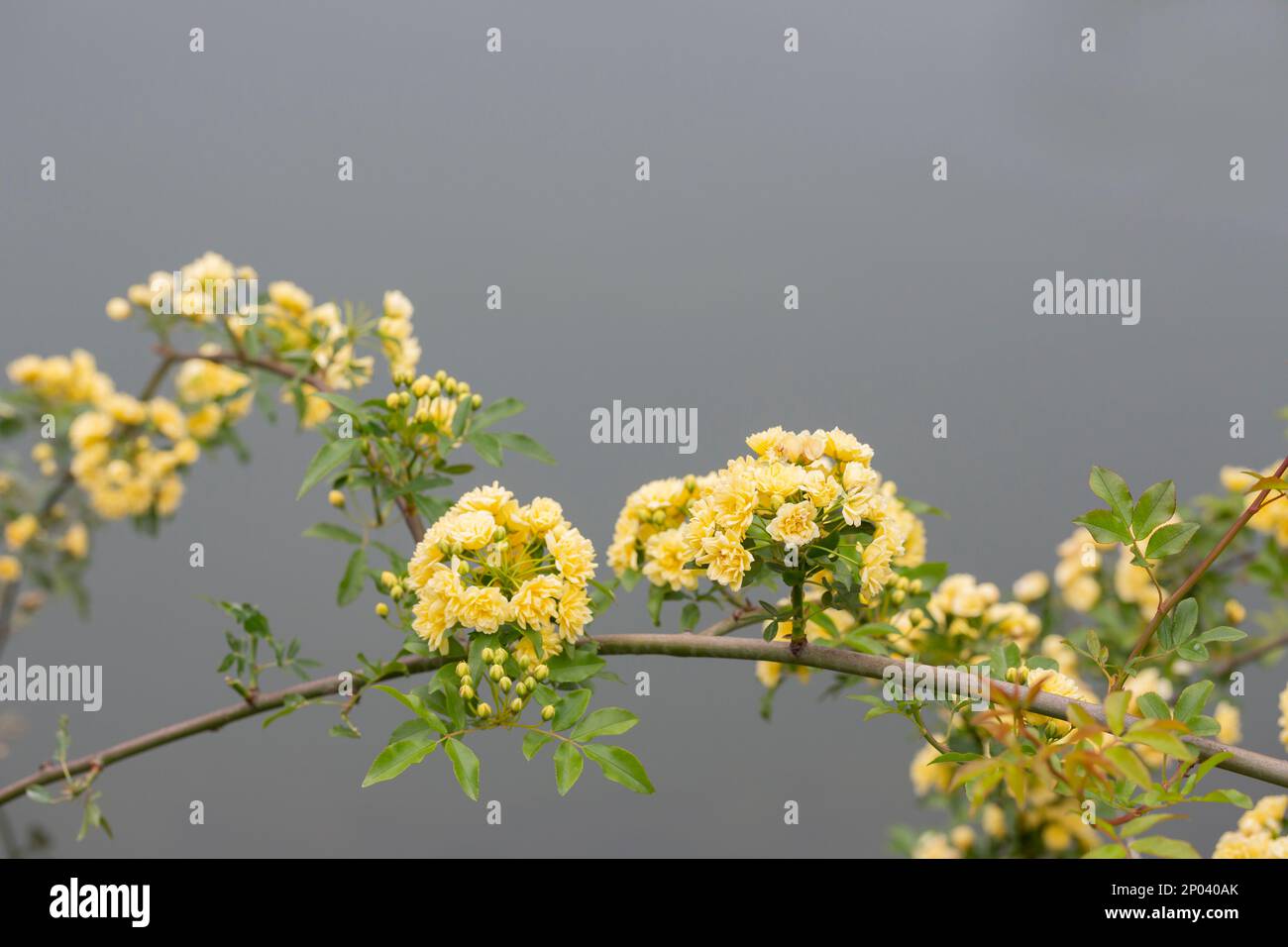 close-up buds Lady Banks rose, just Banks rose or Rosa banksiae, small ...