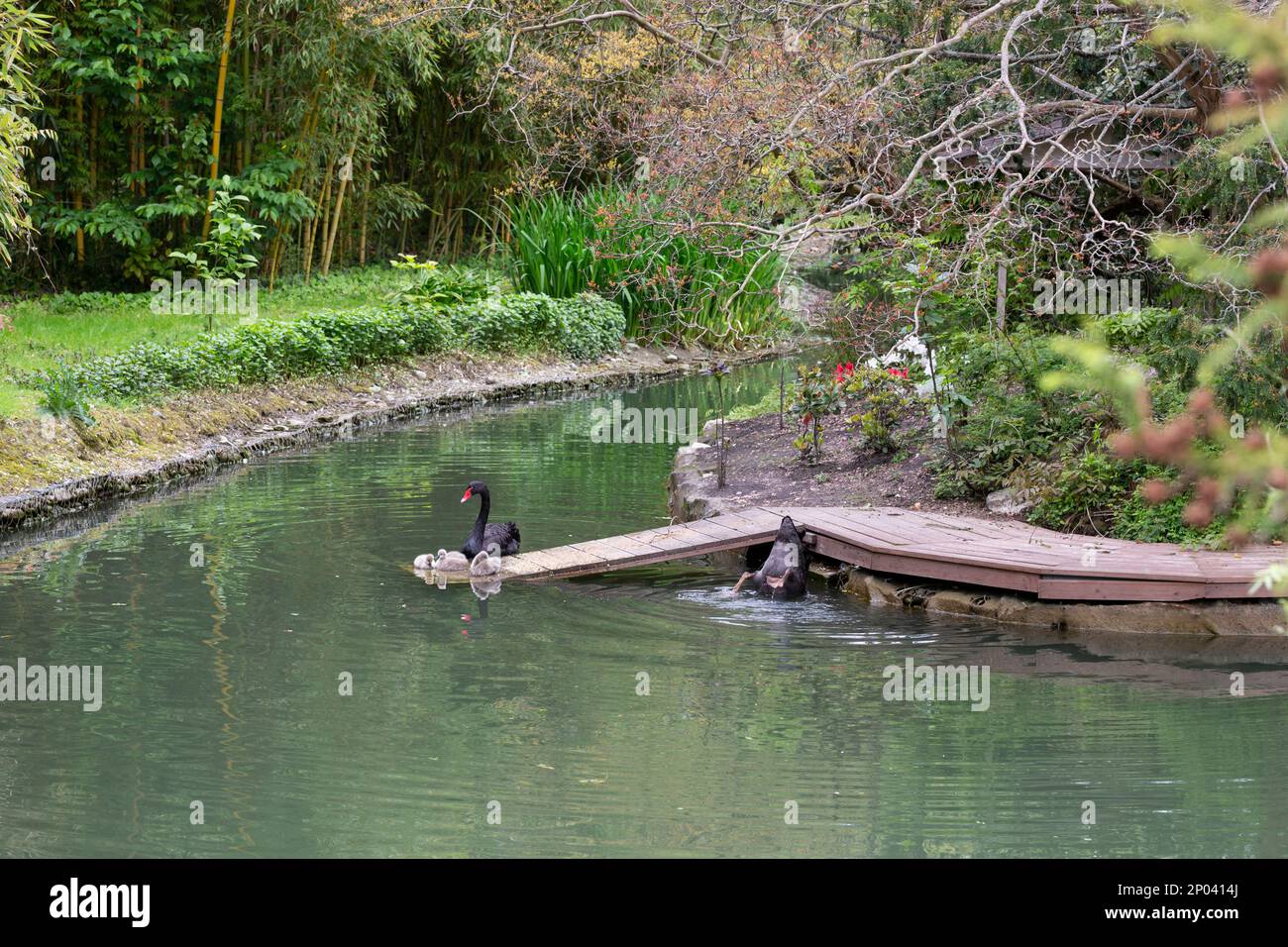 Adult black swans with chicks on the lake on a sunny spring day Stock Photo