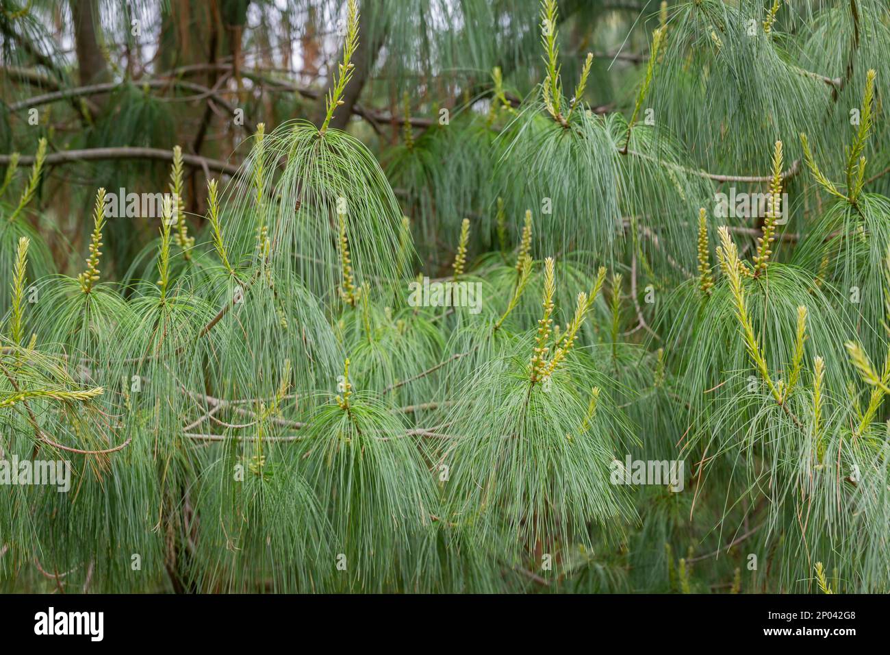 Close-up silky long needles of beautiful pine tree Pinus leiophylla schiede. Evergreen tree in sunny spring day in Arboretum Park Southern Cultures in Stock Photo