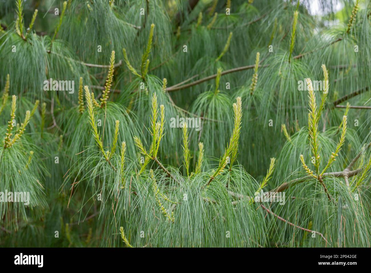 Close-up silky long needles of beautiful pine tree Pinus leiophylla schiede. Evergreen tree in sunny spring day in Arboretum Park Southern Cultures in Stock Photo